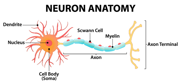 Neuron Anatomy